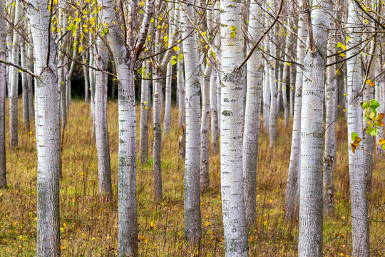 Poplar tree rows at Zlato Pole or Gold Field Protected Area, Municipality of Dimitrovgrad,Haskovo Province, Bulgaria, selective focus