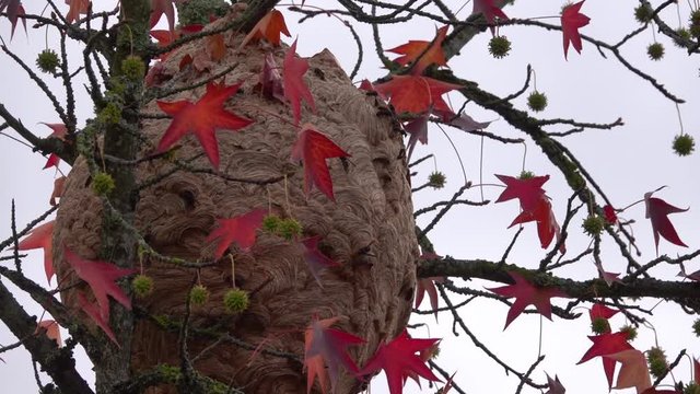 Neste of Asian giant hornet or Vespa mandarinia known as the yak-killer hornet on a maple tree in the fall season
