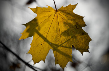 golden colors of autumn leaves