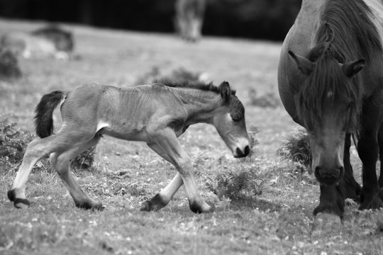 Just born baby horse