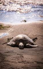 Sea Turtle on Beach
