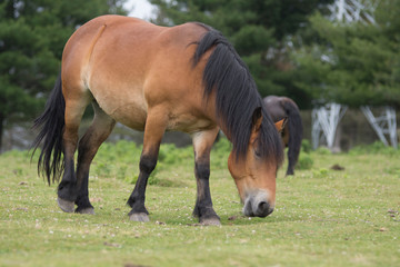 horse in urkiola, basque country, spain