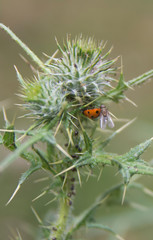 ladybird climbing a plant