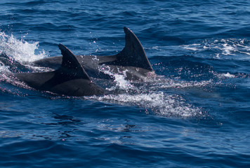 Dolphins swimming in the sea © urdialex