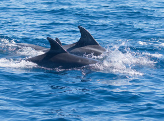 Dolphins swimming in the sea © urdialex