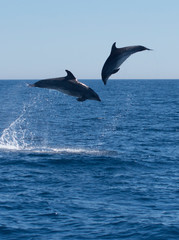 Dolphins jumping in the sea