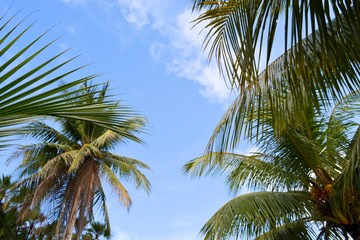 Palmeras al Cielo