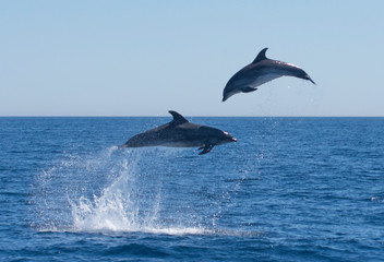 Dolphins jumping in the sea