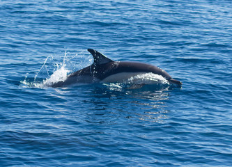 Dolphins swimming in the sea © urdialex
