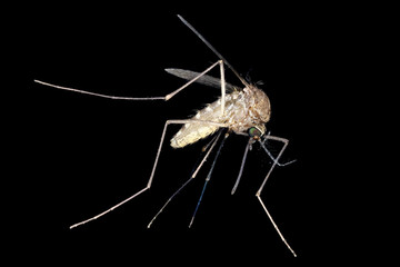 Culiseta inornata, Mosquito