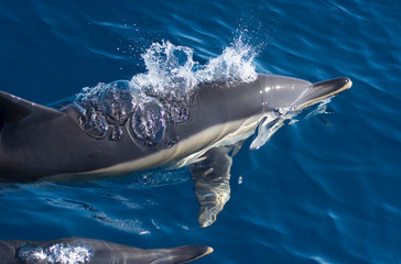 Dolphins swimming in the sea © urdialex