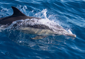 Dolphins swimming in the sea © urdialex