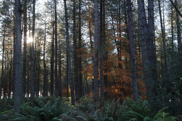 morning in the forest