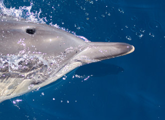 Dolphins swimming in the sea © urdialex