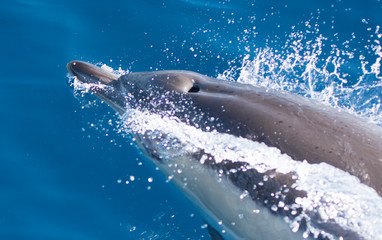 Dolphins swimming in the sea © urdialex