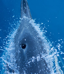 Dolphins swimming in the sea © urdialex