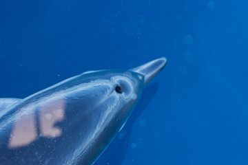 Dolphins underwater in the sea © urdialex