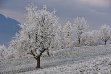 tree and grass coveree hoar frost
