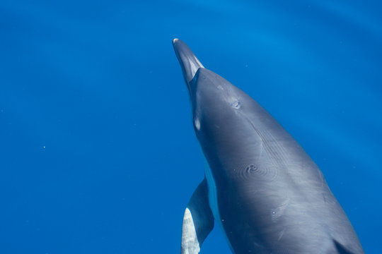 รูปภาพCetaceos – เลือกดูภาพถ่ายสต็อก เวกเตอร์ และวิดีโอ67 | Adobe Stock