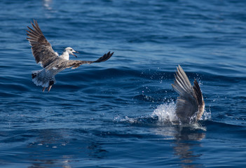 Seagulls fishing in the sea © urdialex