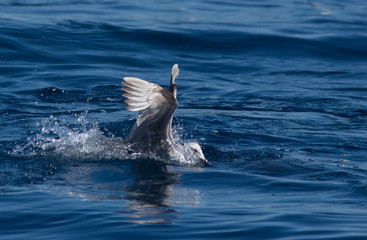 Seagulls fishing in the sea © urdialex