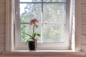 White window with mosquito net in a rustic wooden house overlooking the garden. Phalaenopsis orchid...