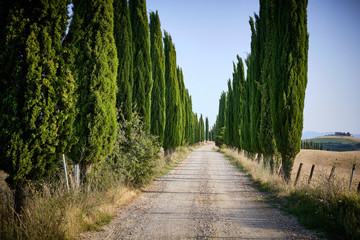 Cypress trees along rural road. Tuscany, Italy