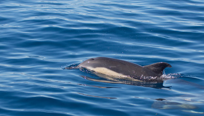 Dolphins swimming in the sea © urdialex