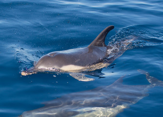 dolphins swimming in the sea