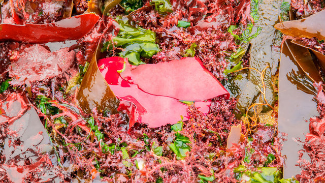 Seaweed on the beaches of Normandy