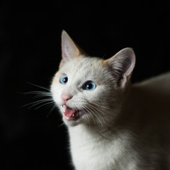 Gato de ojos azules