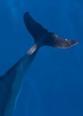 dolphin tail underwater