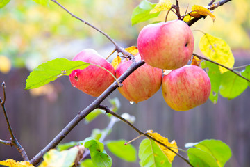apples on a tree