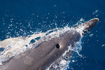 dolphin swimming in the sea