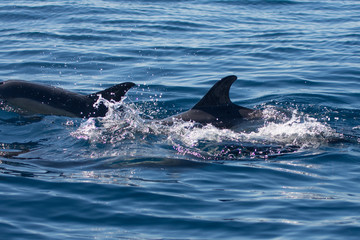 dolphins swimming in the sea