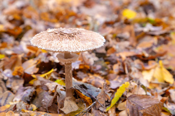 Mushroom umbrella in the autumn forest. Edible mushrooms. Close-up