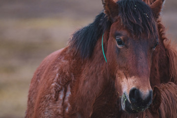 Obraz premium Mustang