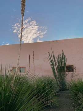 palm cactus in desert