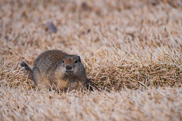 Groundhog