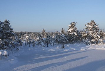 Winter in the forest. Snow covered trees in a swamp. Blue frosty sky.