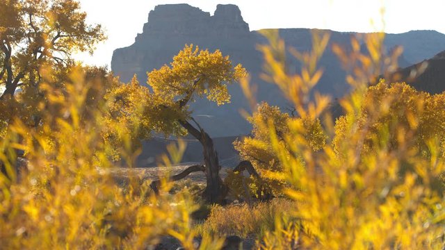 View of tree with golden glow looking through brush through the desert landscape in Utah.