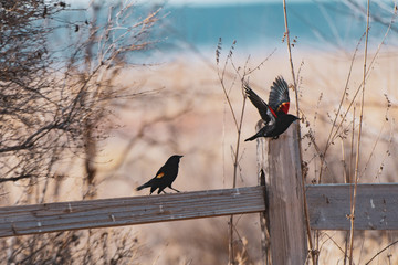 Red winged blackbird