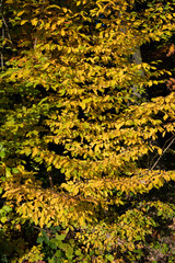 Orange-colored beech leaves near the forest.