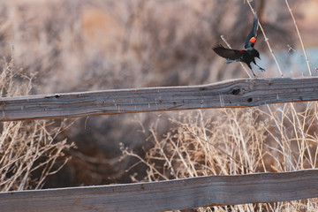 Red winged blackbird