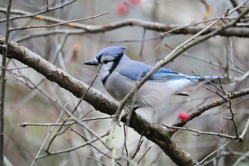 bluejay 