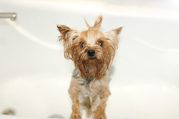 Yorkshire Terrier chien se baigne dans la douche.