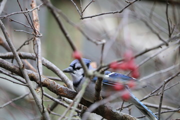bluejay