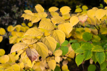 Czech bamboo with yellow and green leaves with shoots with seeds.