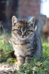 Naklejka na ściany i meble gray fluffy cute cat sitting in the grass, autumn time, blurred background, animal portrait