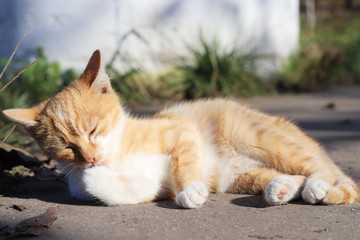 Fototapeta premium fluffy red cat wash, his paws, cat